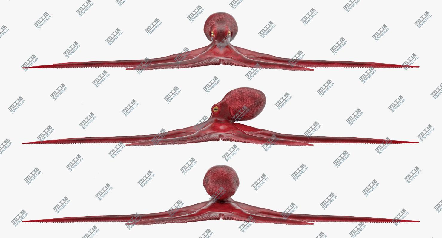 images/goods_img/20210313/Octopus Vulgaris Rigged for Maya 3D model/5.jpg